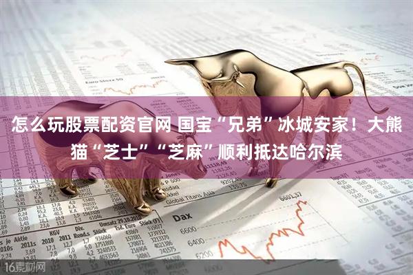 怎么玩股票配资官网 国宝“兄弟”冰城安家！大熊猫“芝士”“芝麻”顺利抵达哈尔滨